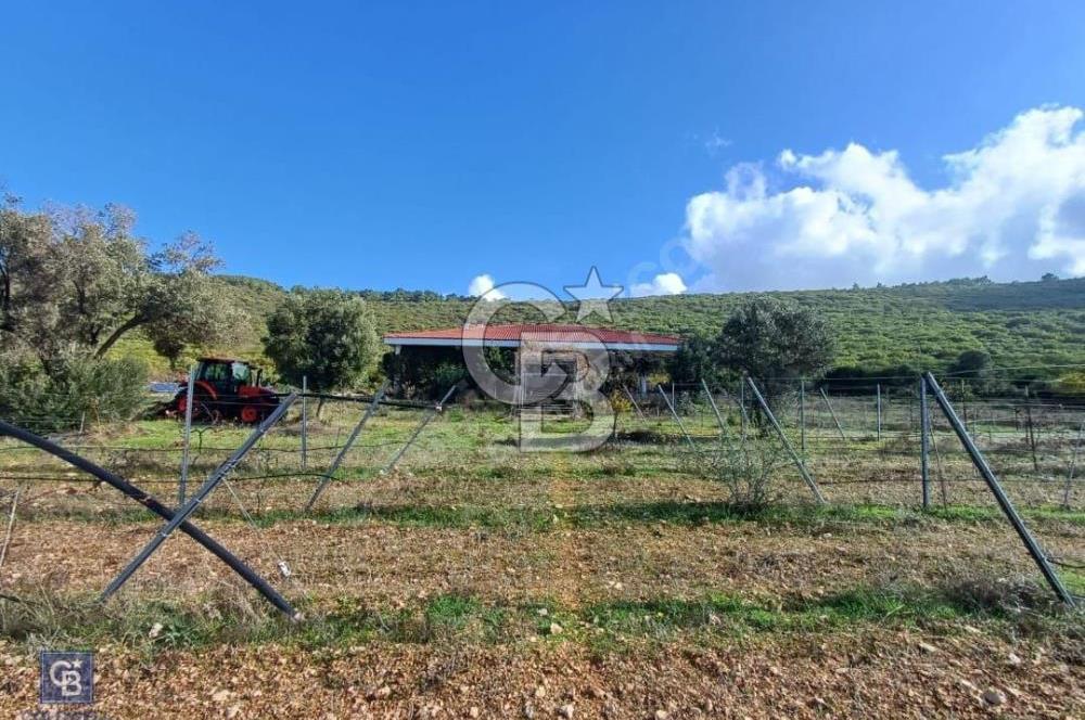 Urla Zeytineli'nde Satılık Tarla
