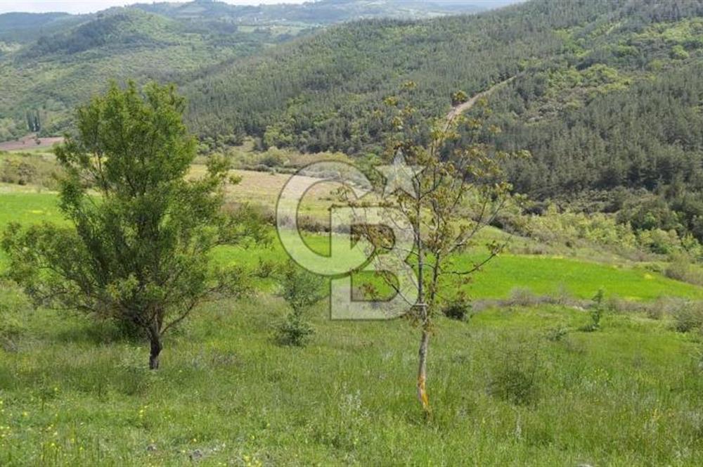 BALIKESİR ALTIEYLÜL BAĞALAN KÖYÜ YATIRIMA UYGUN SATILIK TARLA