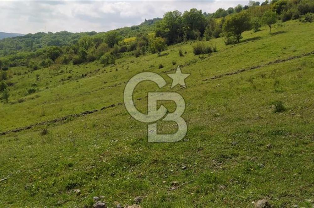 BALIKESİR ALTIEYLÜL BAĞALAN KÖYÜ YATIRIMA UYGUN SATILIK TARLA