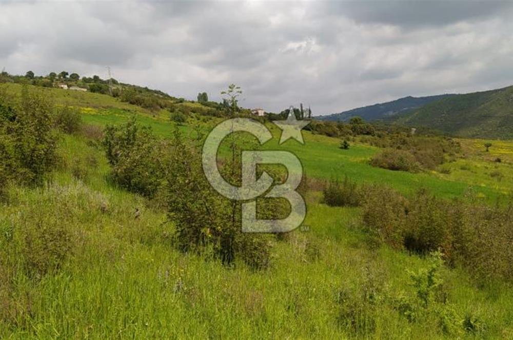 BALIKESİR ALTIEYLÜL BAĞALAN KÖYÜ YATIRIMA UYGUN SATILIK TARLA