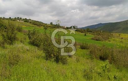 BALIKESİR ALTIEYLÜL BAĞALAN KÖYÜ YATIRIMA UYGUN SATILIK TARLA