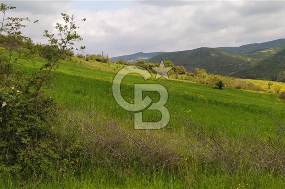 BALIKESİR ALTIEYLÜL BAĞALAN KÖYÜ YATIRIMA UYGUN SATILIK TARLA