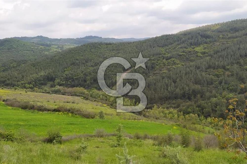BALIKESİR ALTIEYLÜL BAĞALAN KÖYÜ YATIRIMA UYGUN SATILIK TARLA