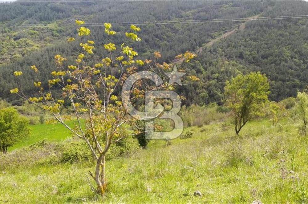BALIKESİR ALTIEYLÜL BAĞALAN KÖYÜ YATIRIMA UYGUN SATILIK TARLA