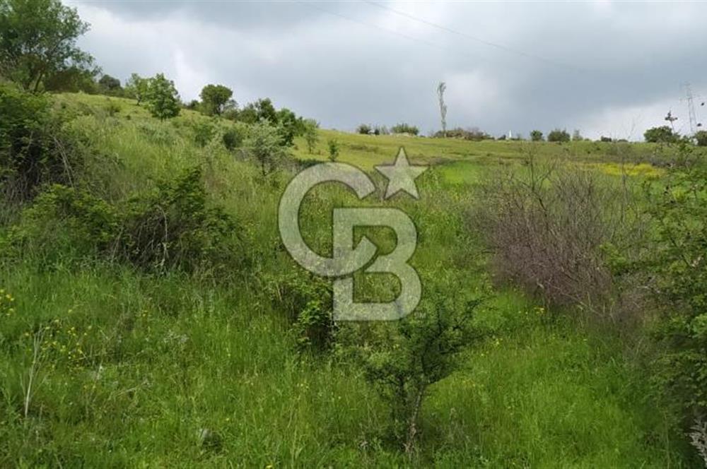 BALIKESİR ALTIEYLÜL BAĞALAN KÖYÜ YATIRIMA UYGUN SATILIK TARLA