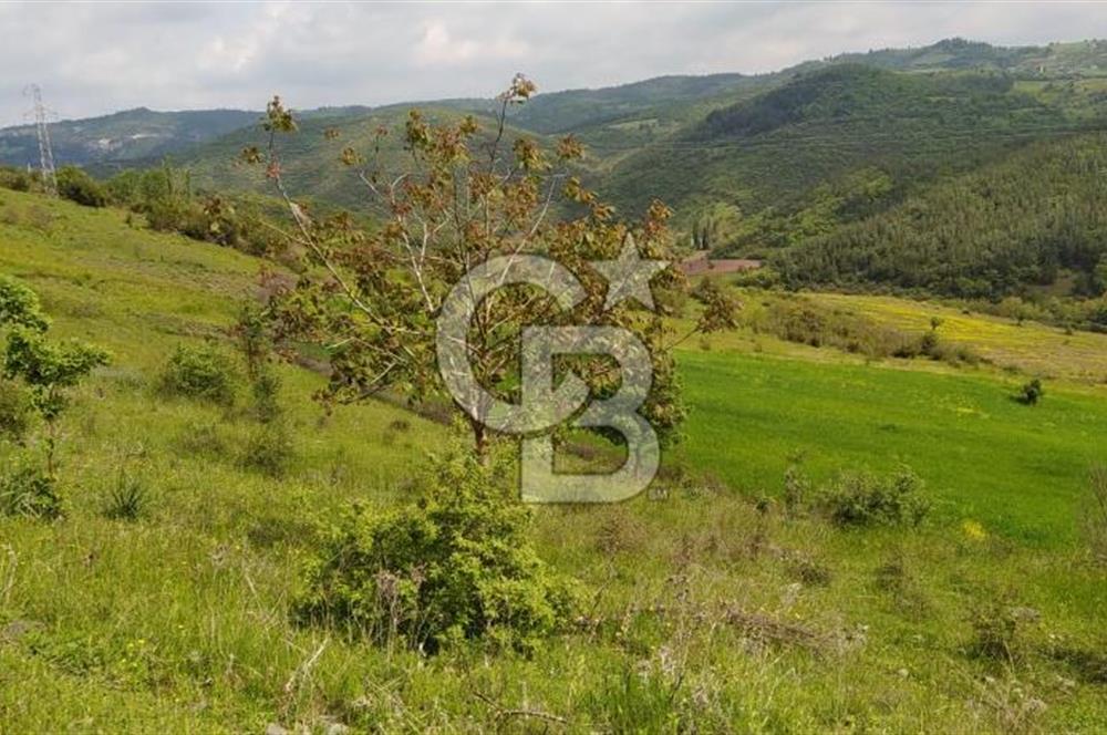 BALIKESİR ALTIEYLÜL BAĞALAN KÖYÜ YATIRIMA UYGUN SATILIK TARLA