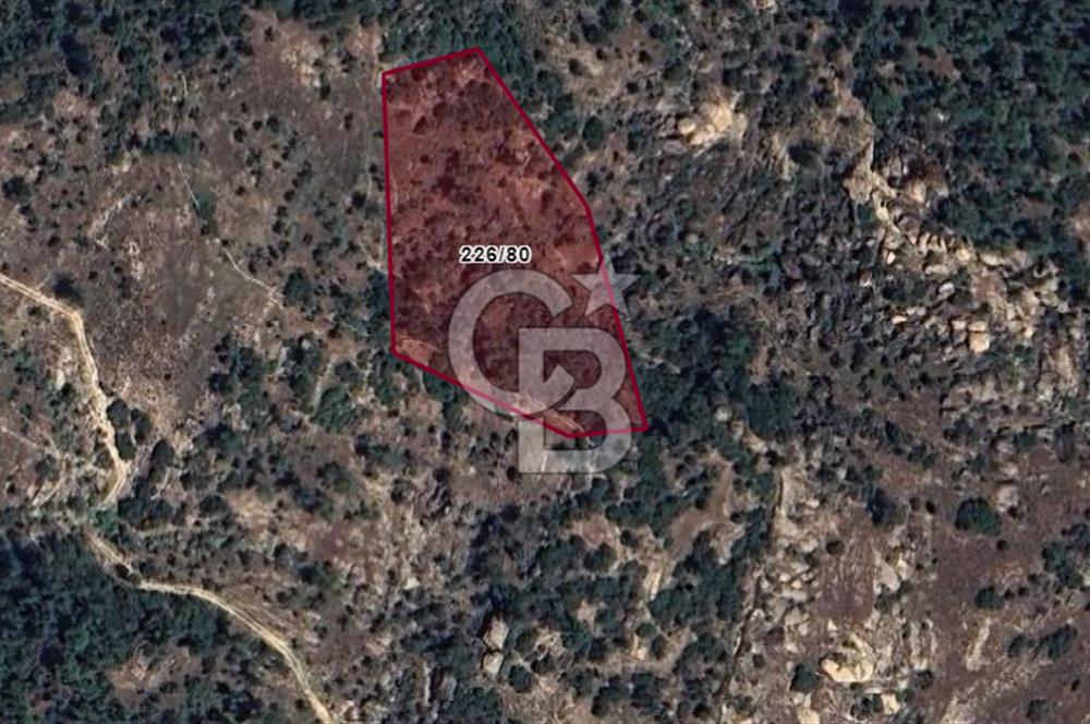 Muğla Yatağan Hisarardı Köyünde da Yatırımlık Fırsat Zeytinlik