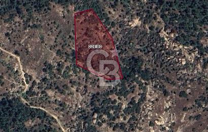 Muğla Yatağan Hisarardı Köyünde da Yatırımlık Fırsat Zeytinlik