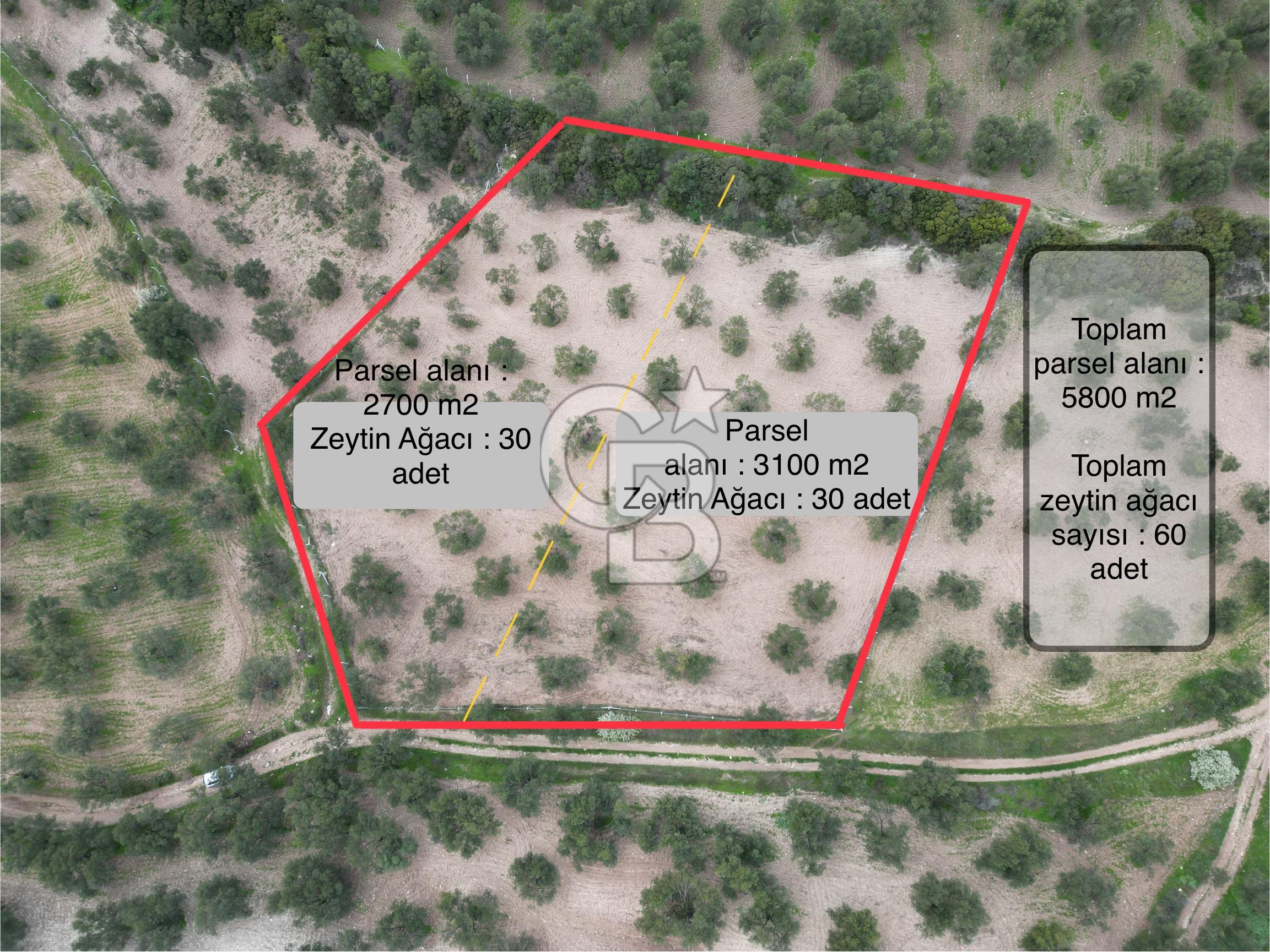 Ayvalık müstakil parsel zeytinlik