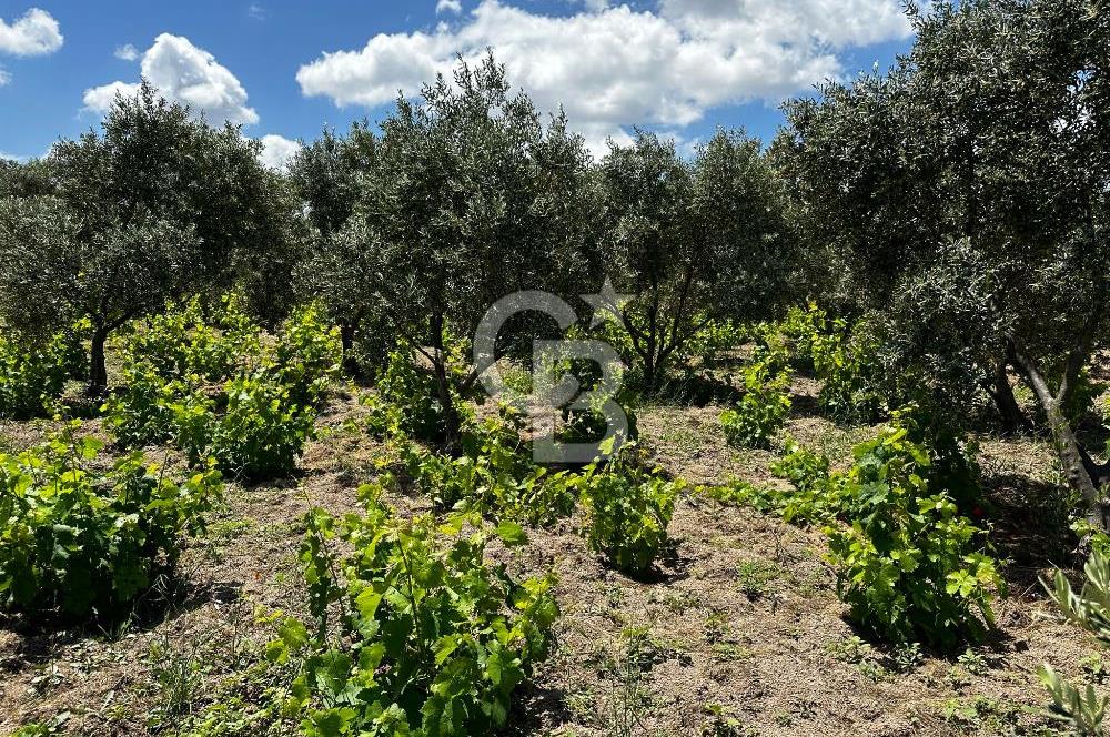 ÇANAKKALE KAYADERE KÖYÜ 1.135M² SATILIK ARAZİ