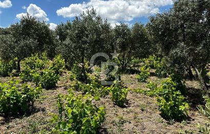 ÇANAKKALE KAYADERE KÖYÜ 1.135M² SATILIK ARAZİ