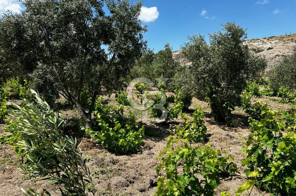 ÇANAKKALE KAYADERE KÖYÜ 1.135M² SATILIK ARAZİ