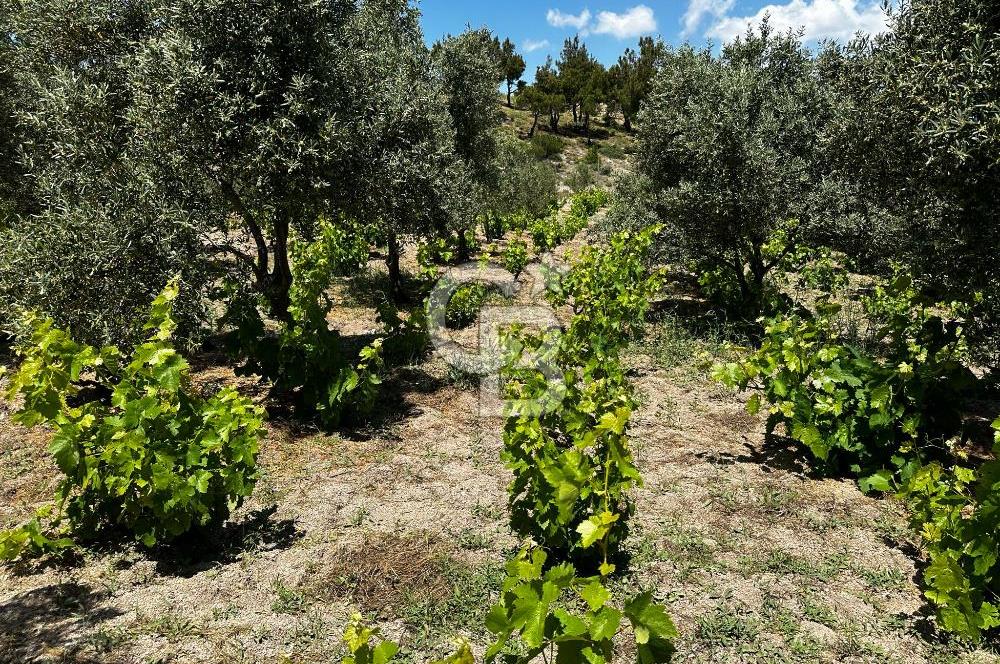 ÇANAKKALE KAYADERE KÖYÜ 1.135M² SATILIK ARAZİ