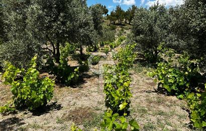 ÇANAKKALE KAYADERE KÖYÜ 1.135M² SATILIK ARAZİ