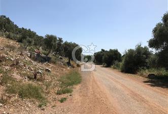 MİLAS HİSARCIK KÖYÜNDE YOLA CEPHE SATILIK ZEYTİNLİK