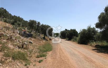 MİLAS HİSARCIK KÖYÜNDE YOLA CEPHE SATILIK ZEYTİNLİK