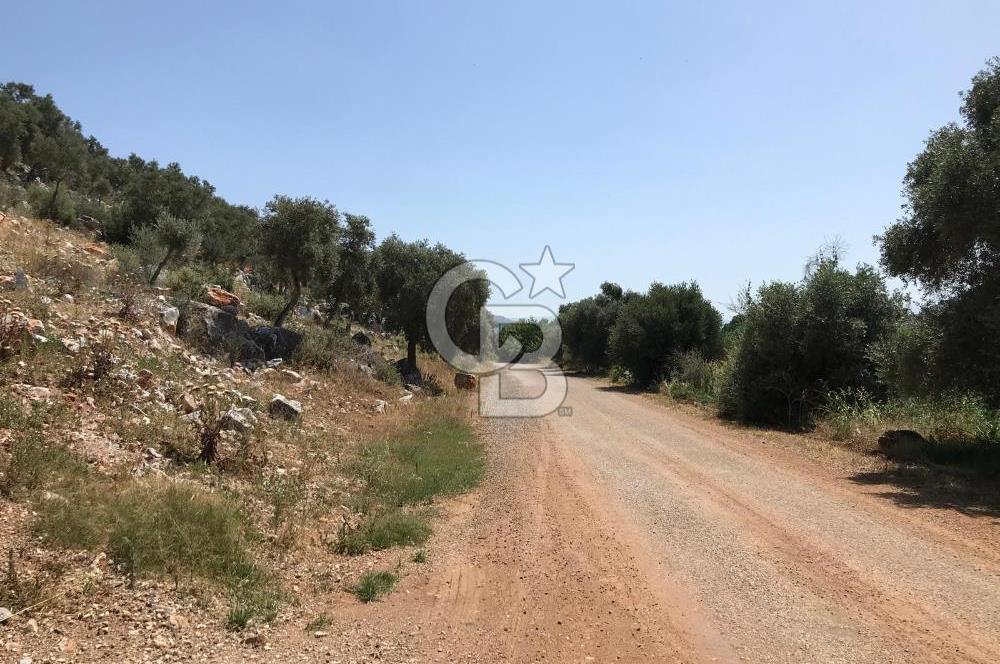 MİLAS HİSARCIK KÖYÜNDE YOLA CEPHE SATILIK ZEYTİNLİK