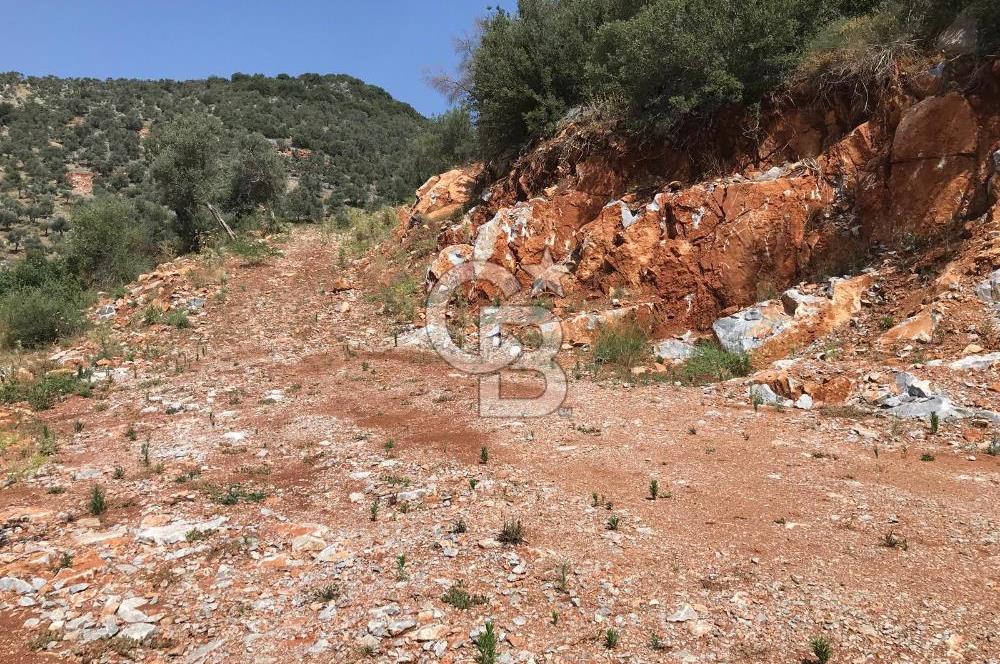 MİLAS HİSARCIK KÖYÜNDE YOLA CEPHE SATILIK ZEYTİNLİK