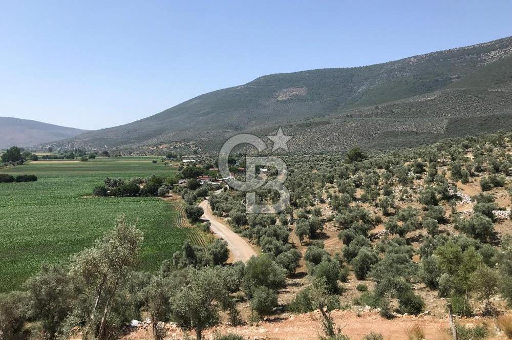 MİLAS HİSARCIK KÖYÜNDE YOLA CEPHE SATILIK ZEYTİNLİK