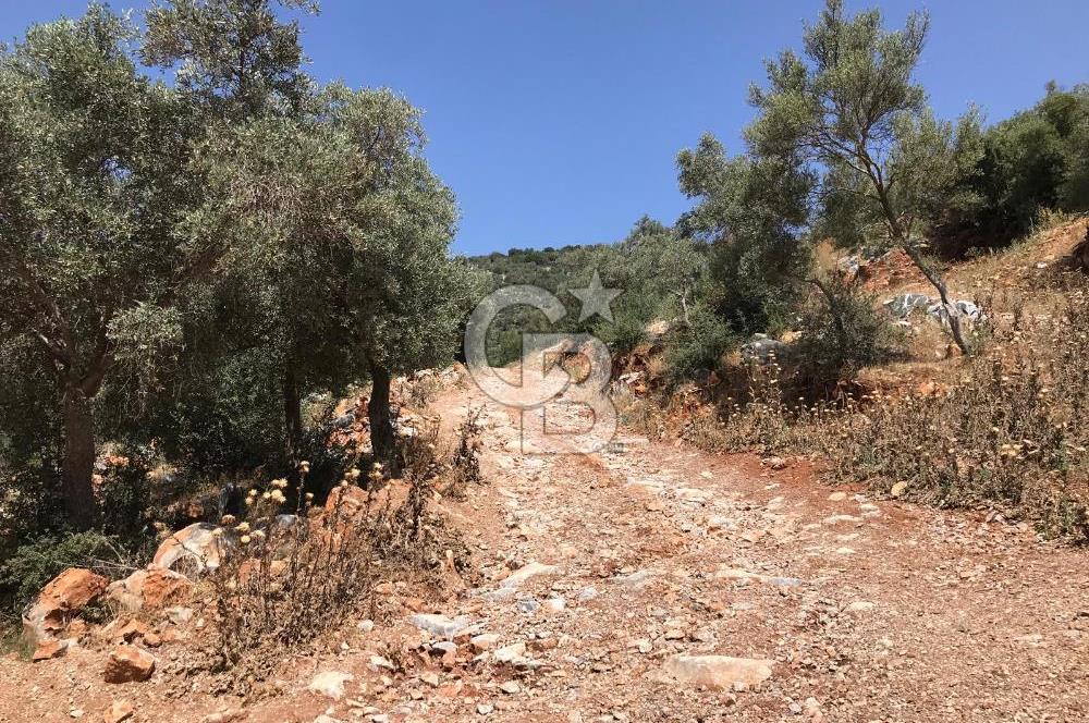 MİLAS HİSARCIK KÖYÜNDE YOLA CEPHE SATILIK ZEYTİNLİK
