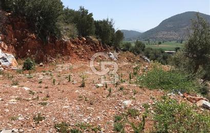 MİLAS HİSARCIK KÖYÜNDE YOLA CEPHE SATILIK ZEYTİNLİK