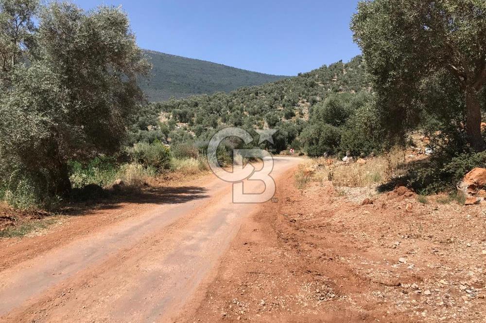 MİLAS HİSARCIK KÖYÜNDE YOLA CEPHE SATILIK ZEYTİNLİK