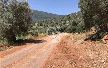 MİLAS HİSARCIK KÖYÜNDE YOLA CEPHE SATILIK ZEYTİNLİK