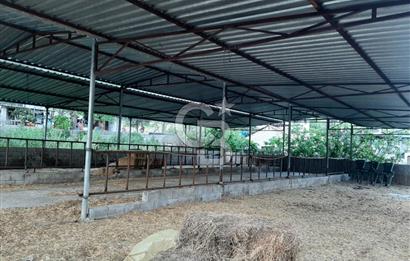 Milas Dibekdere Mahallesinde Satılık Köyiçi İmarlı Arsa