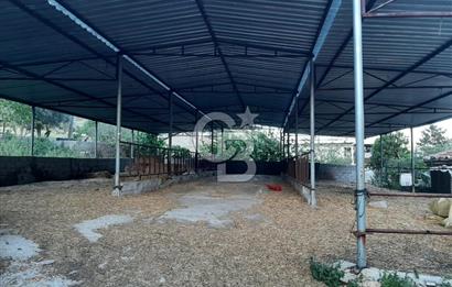 Milas Dibekdere Mahallesinde Satılık Köyiçi İmarlı Arsa
