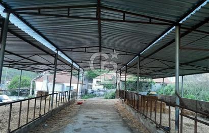 Milas Dibekdere Mahallesinde Satılık Köyiçi İmarlı Arsa