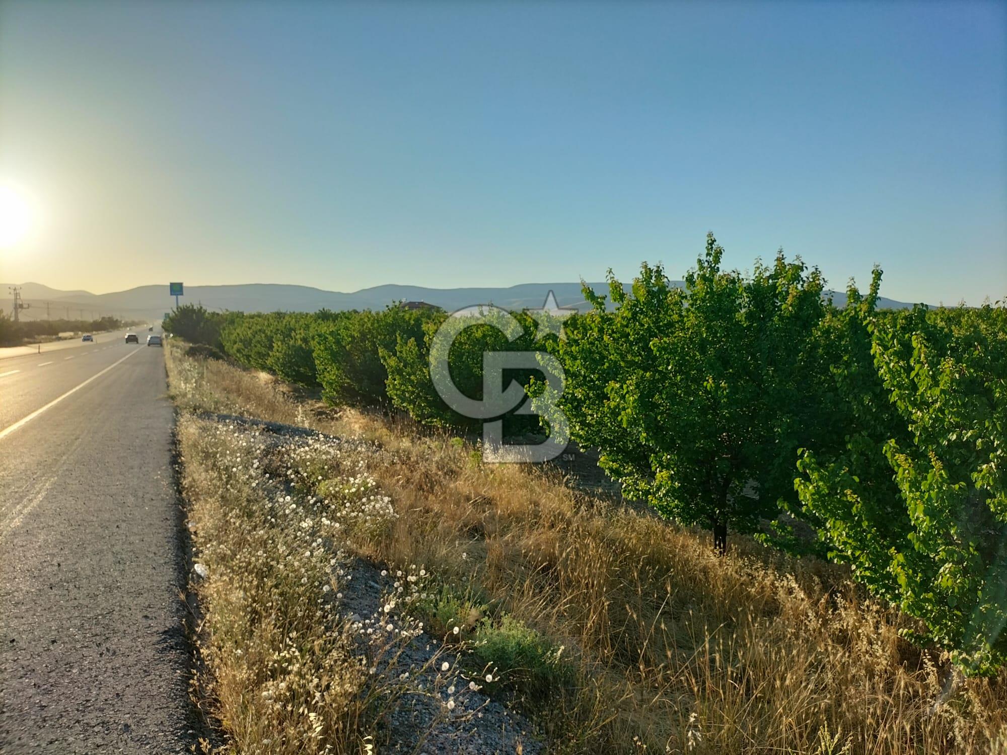 CB SAFİR'dn MALATYA-KAYSERİ YOLU ÜZERİNDE SATILIK KAYISI BAHÇESİ