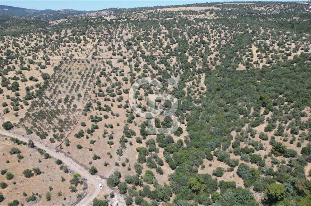 ÇANAKKALE AYVACIK TAMIŞ KÖYÜNDE SATILIK 11.252 M² ARAZİ