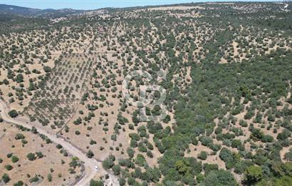 ÇANAKKALE AYVACIK TAMIŞ KÖYÜNDE SATILIK 11.252 M² ARAZİ