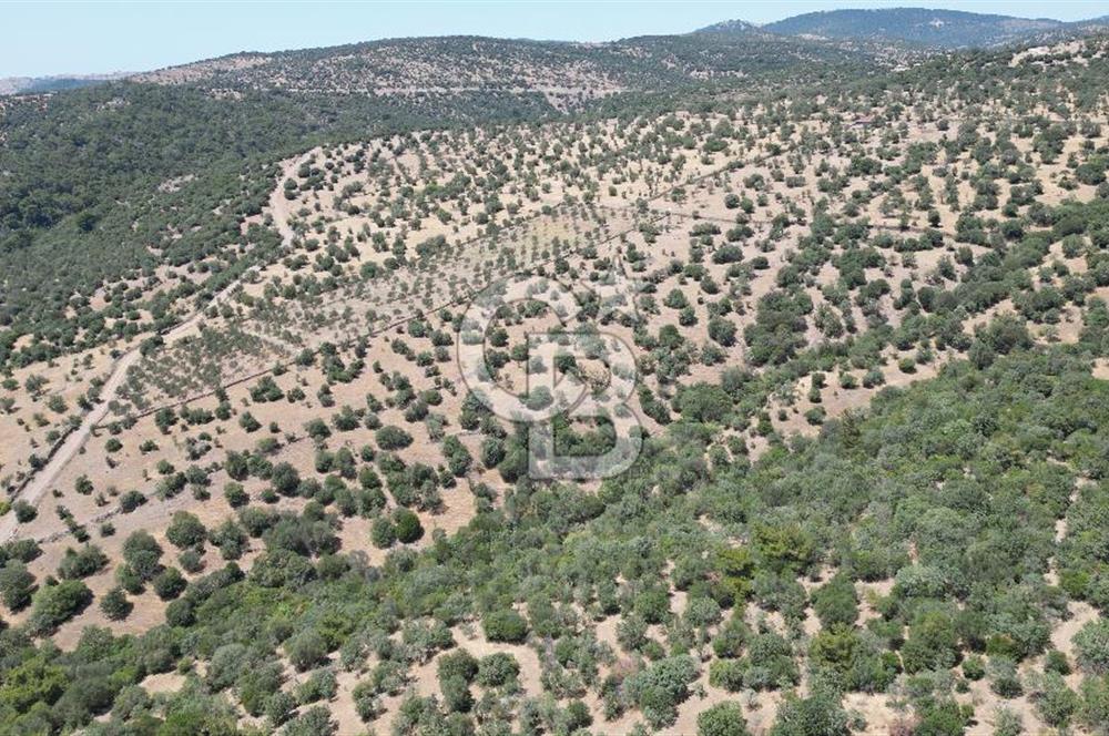 ÇANAKKALE AYVACIK TAMIŞ KÖYÜNDE SATILIK 11.252 M² ARAZİ