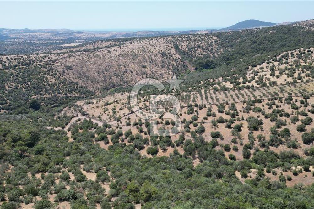 ÇANAKKALE AYVACIK TAMIŞ KÖYÜNDE SATILIK 11.252 M² ARAZİ