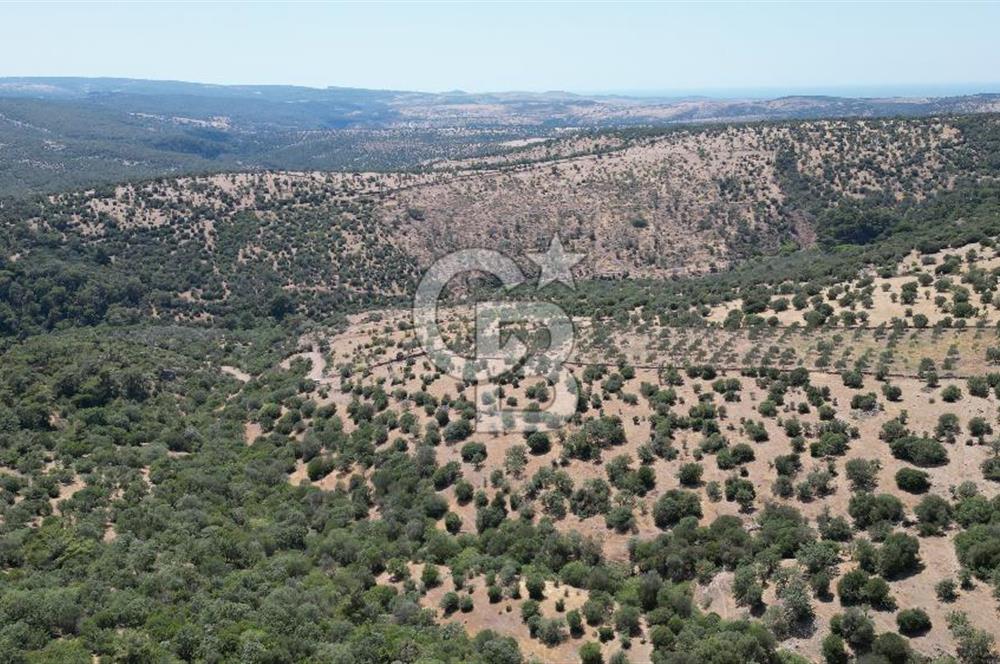 ÇANAKKALE AYVACIK TAMIŞ KÖYÜNDE SATILIK 11.252 M² ARAZİ