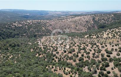 ÇANAKKALE AYVACIK TAMIŞ KÖYÜNDE SATILIK 11.252 M² ARAZİ