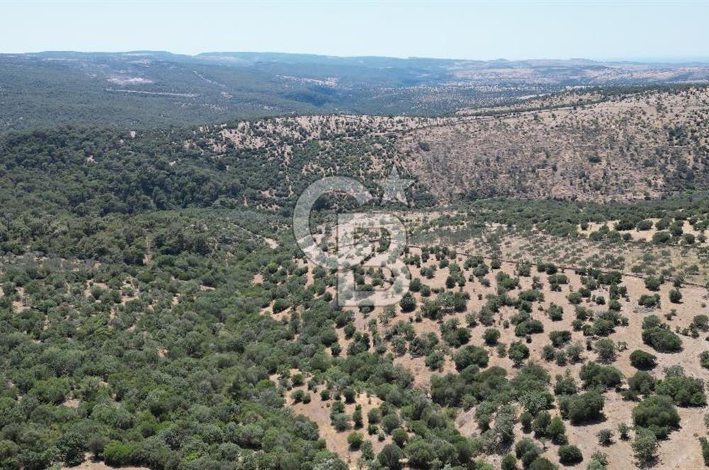 ÇANAKKALE AYVACIK TAMIŞ KÖYÜNDE SATILIK 11.252 M² ARAZİ
