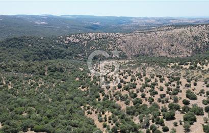 ÇANAKKALE AYVACIK TAMIŞ KÖYÜNDE SATILIK 11.252 M² ARAZİ