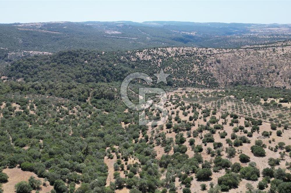 ÇANAKKALE AYVACIK TAMIŞ KÖYÜNDE SATILIK 11.252 M² ARAZİ