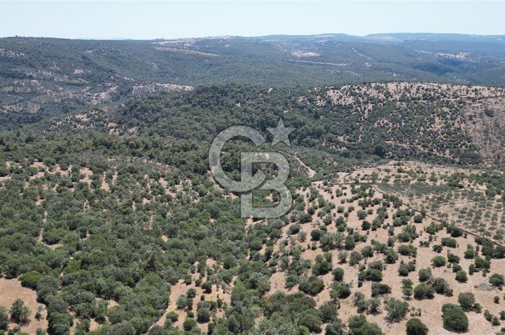ÇANAKKALE AYVACIK TAMIŞ KÖYÜNDE SATILIK 11.252 M² ARAZİ