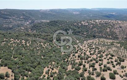 ÇANAKKALE AYVACIK TAMIŞ KÖYÜNDE SATILIK 11.252 M² ARAZİ