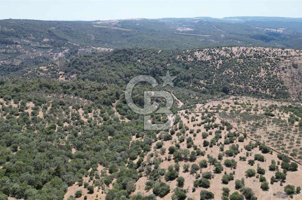 ÇANAKKALE AYVACIK TAMIŞ KÖYÜNDE SATILIK 11.252 M² ARAZİ