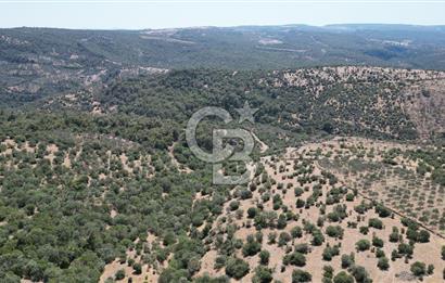 ÇANAKKALE AYVACIK TAMIŞ KÖYÜNDE SATILIK 11.252 M² ARAZİ