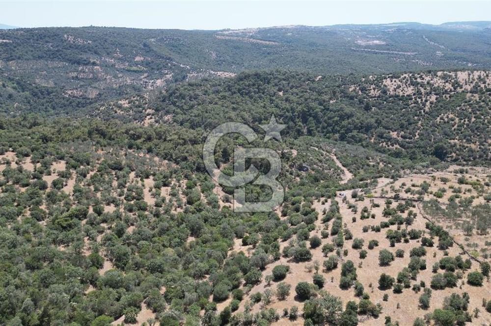 ÇANAKKALE AYVACIK TAMIŞ KÖYÜNDE SATILIK 11.252 M² ARAZİ