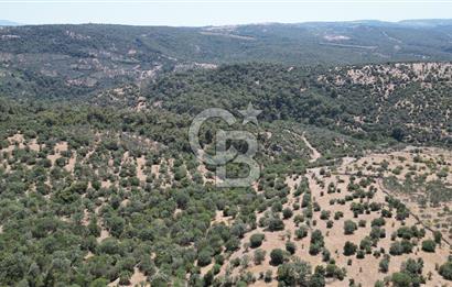 ÇANAKKALE AYVACIK TAMIŞ KÖYÜNDE SATILIK 11.252 M² ARAZİ