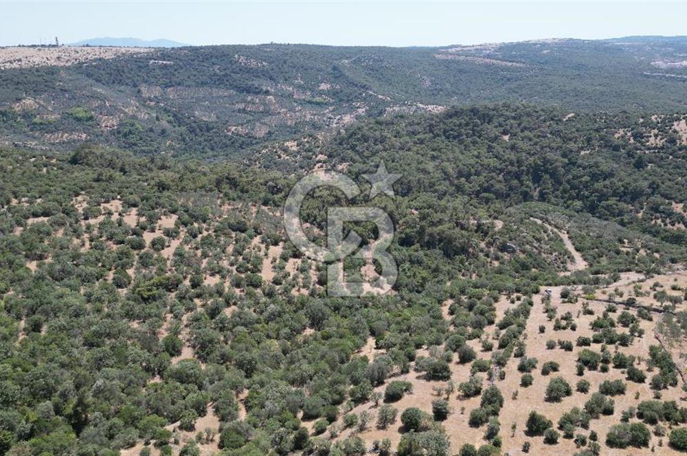 ÇANAKKALE AYVACIK TAMIŞ KÖYÜNDE SATILIK 11.252 M² ARAZİ