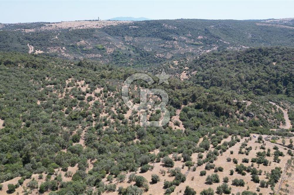 ÇANAKKALE AYVACIK TAMIŞ KÖYÜNDE SATILIK 11.252 M² ARAZİ