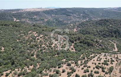ÇANAKKALE AYVACIK TAMIŞ KÖYÜNDE SATILIK 11.252 M² ARAZİ