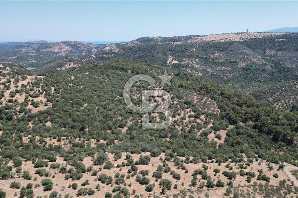 ÇANAKKALE AYVACIK TAMIŞ KÖYÜNDE SATILIK 11.252 M² ARAZİ